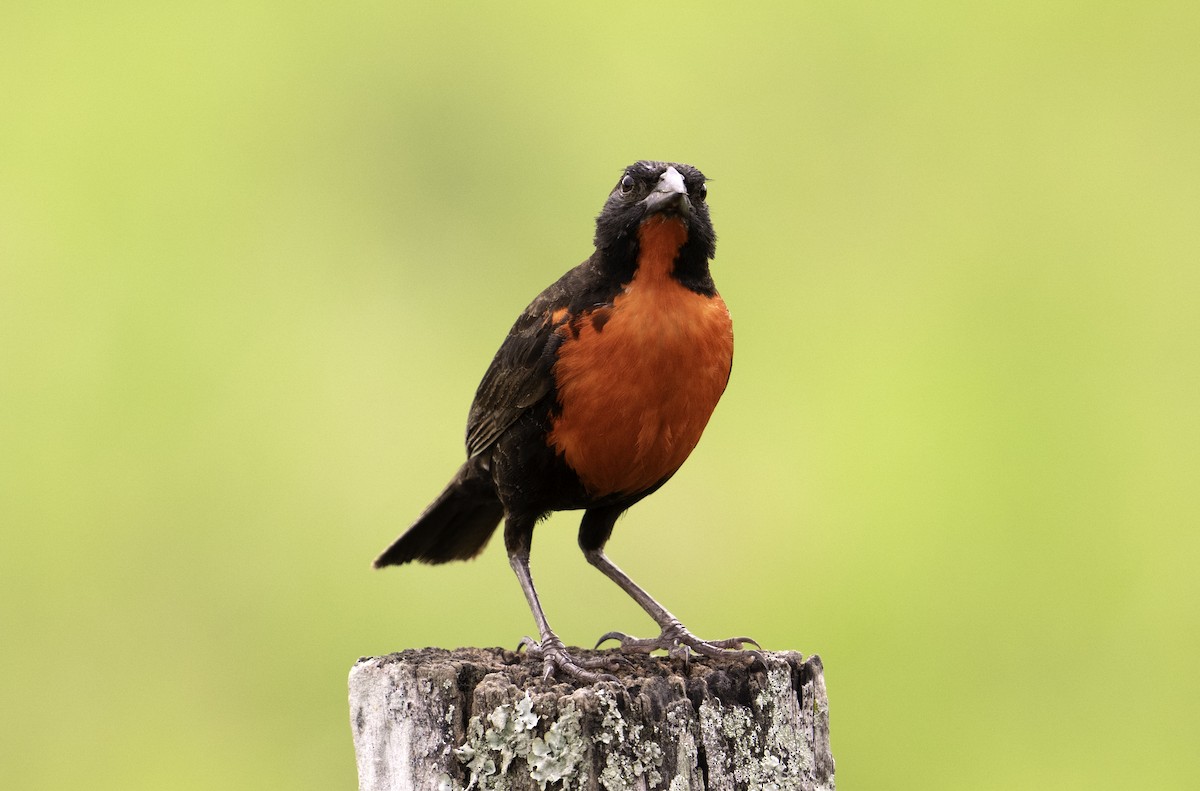 Red-breasted Meadowlark - Leo Wiznitzer