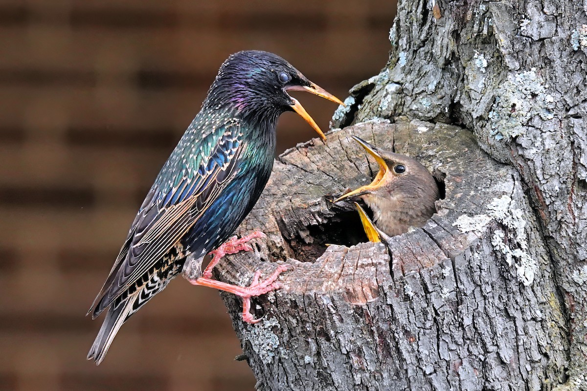 European Starling - Alan Mitchnick