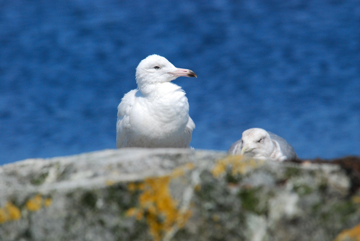 Glaucous Gull - Gary Davidson