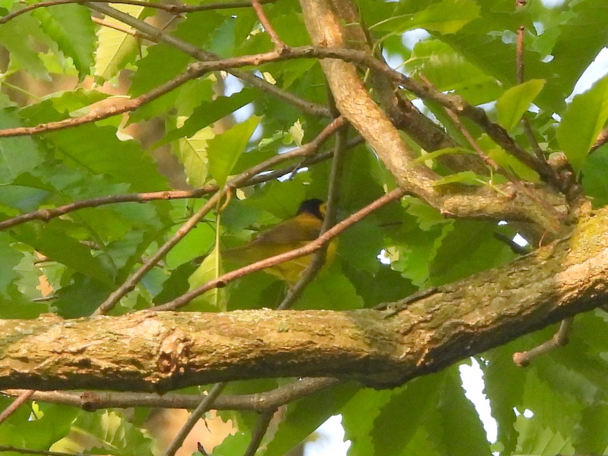 Hooded Warbler - Ethan Beasley