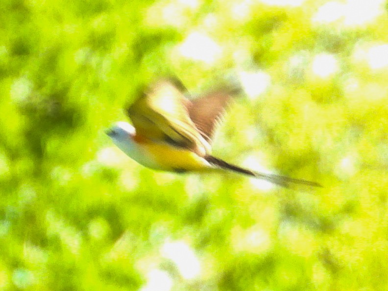 Scissor-tailed Flycatcher - Haley Gottardo