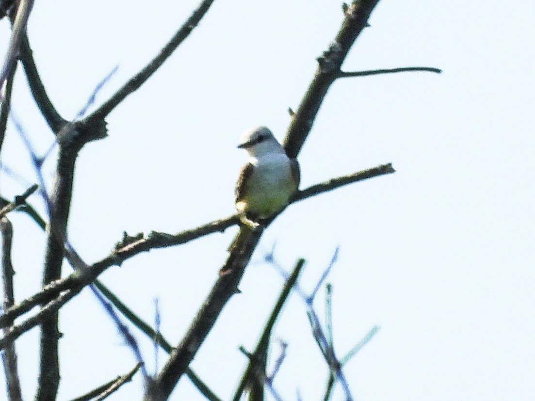 Scissor-tailed Flycatcher - Haley Gottardo