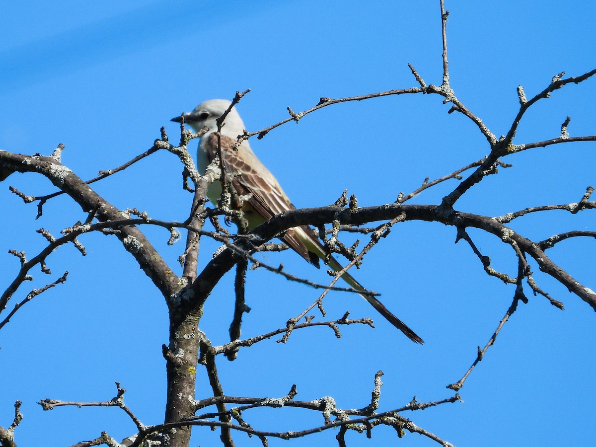 Scissor-tailed Flycatcher - Haley Gottardo