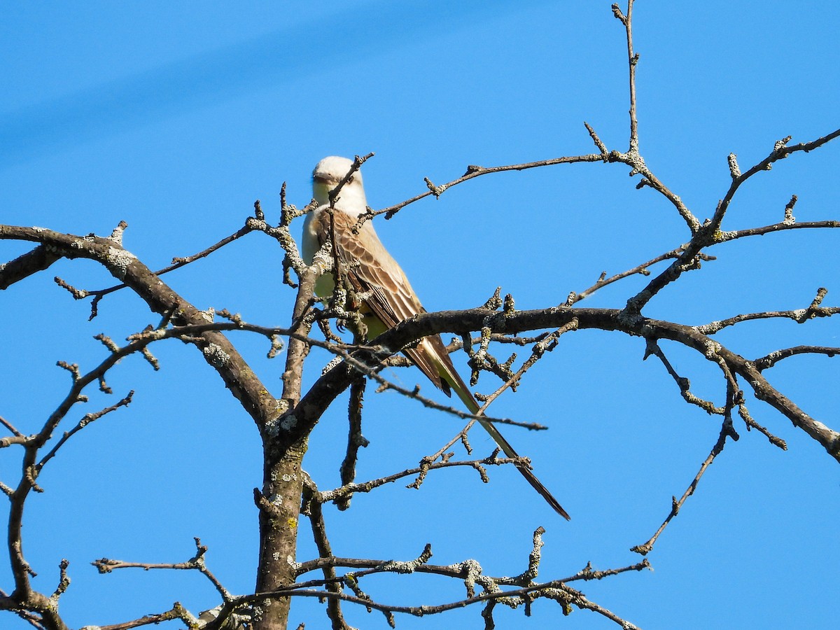 Scissor-tailed Flycatcher - Haley Gottardo