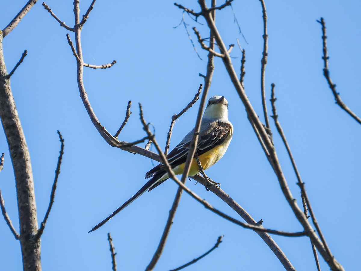 Scissor-tailed Flycatcher - Haley Gottardo