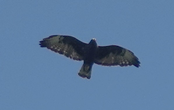 Short-tailed Hawk - Lilian Saul