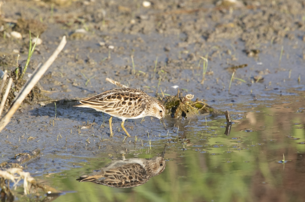 Least Sandpiper - Learning Landon