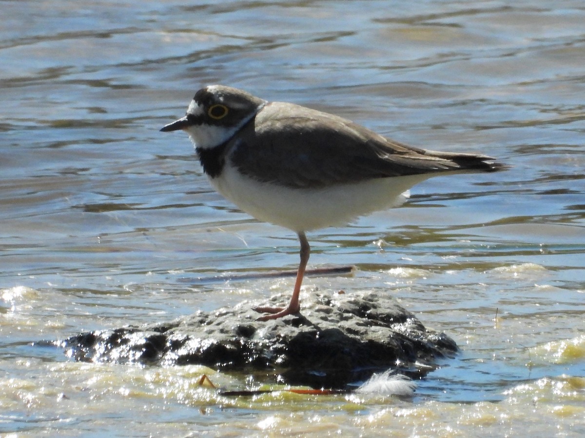 Little Ringed Plover - Pablo García