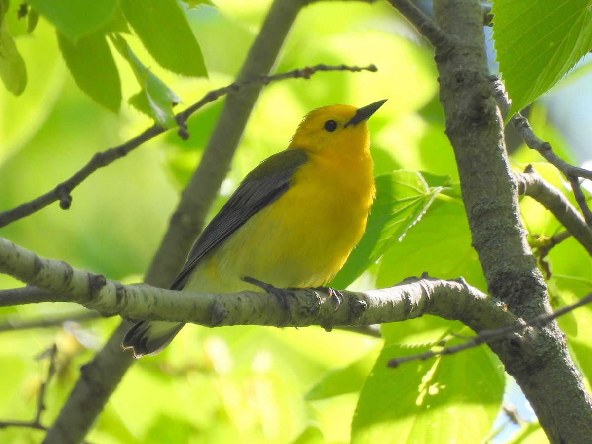 Prothonotary Warbler - Ethan Beasley