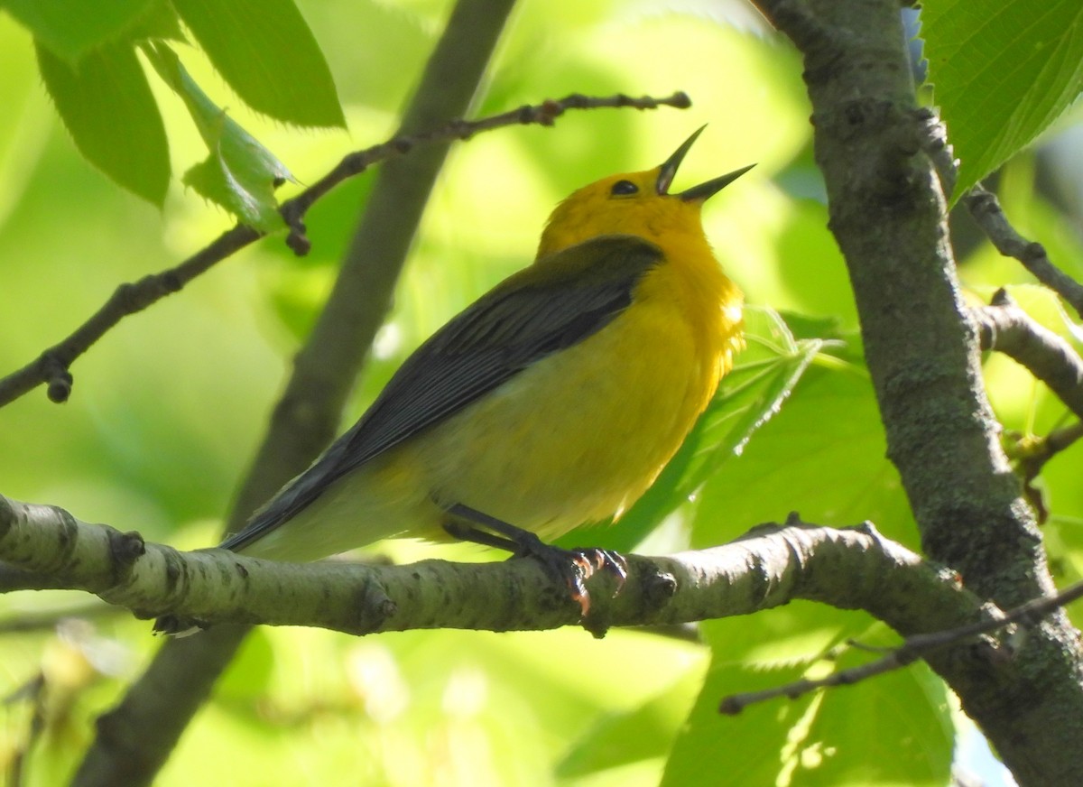 Prothonotary Warbler - Ethan Beasley