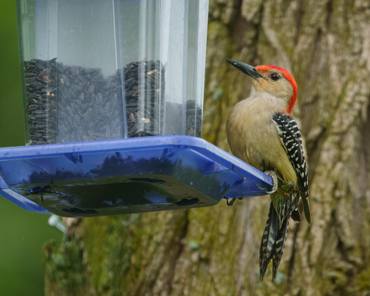 Red-bellied Woodpecker - Susan Logan Ward