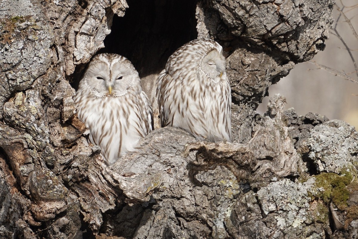 Ural Owl (Ural) - Cliff Halverson