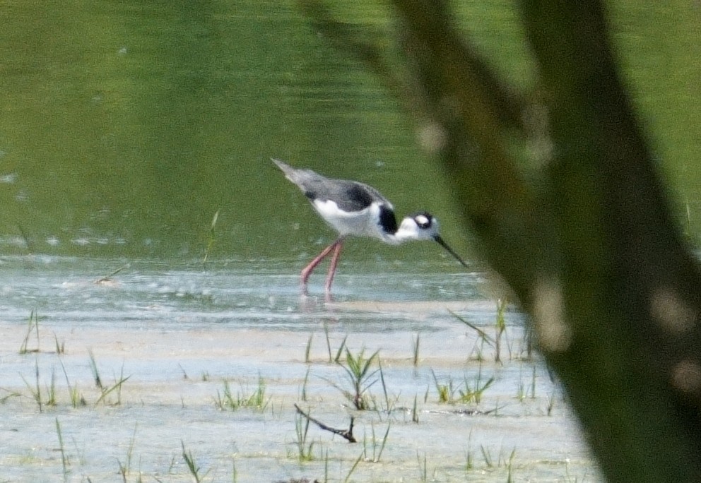 Black-necked Stilt - Bill Thompson