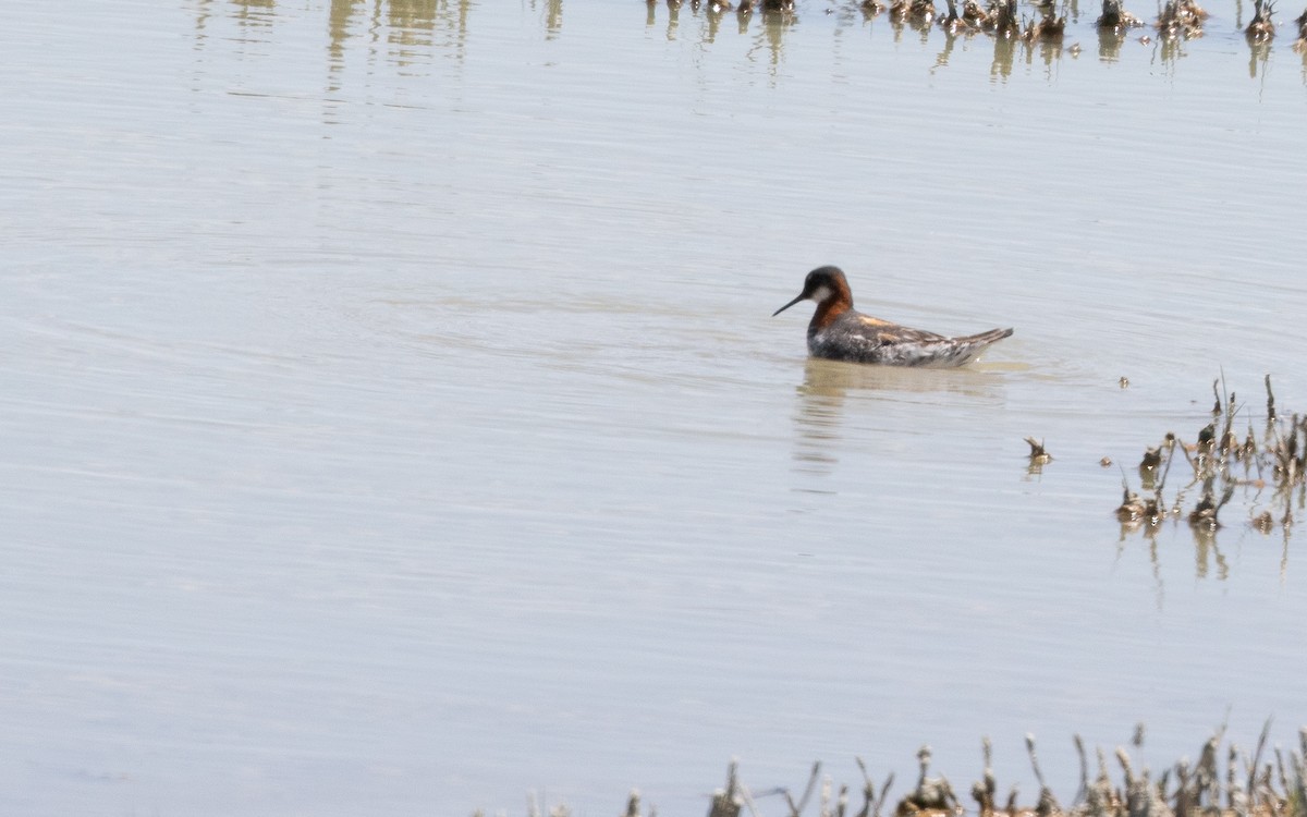 Red-necked Phalarope - Nick Pulcinella