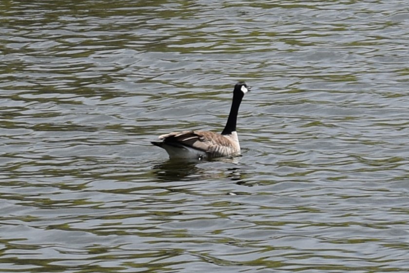 Canada Goose - Kathy Major