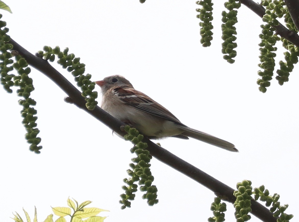 Field Sparrow - Mark Ross