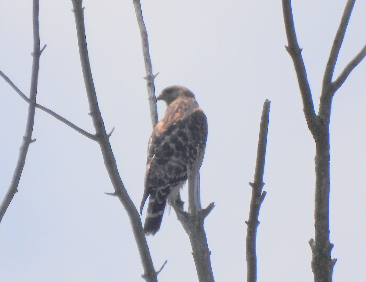 Red-shouldered Hawk - Ethan Beasley