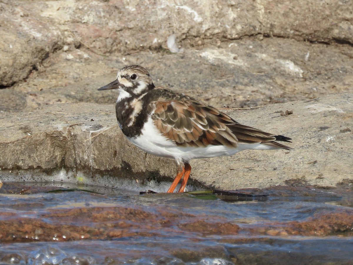 Ruddy Turnstone - David and Regan Goodyear