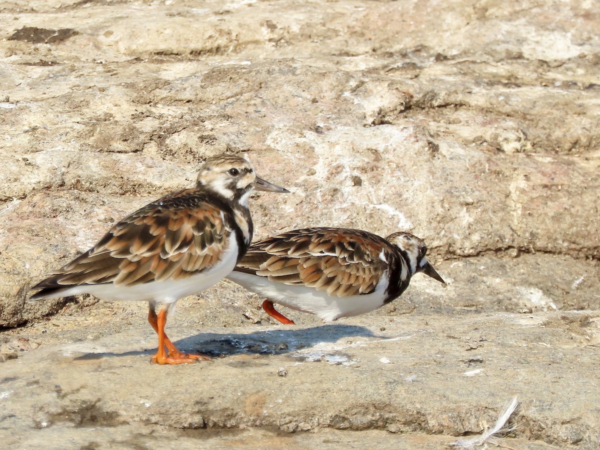 Ruddy Turnstone - David and Regan Goodyear