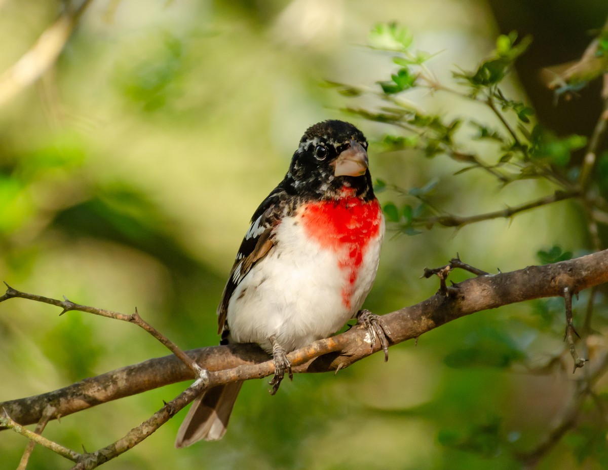 Rose-breasted Grosbeak - Andrea Salas