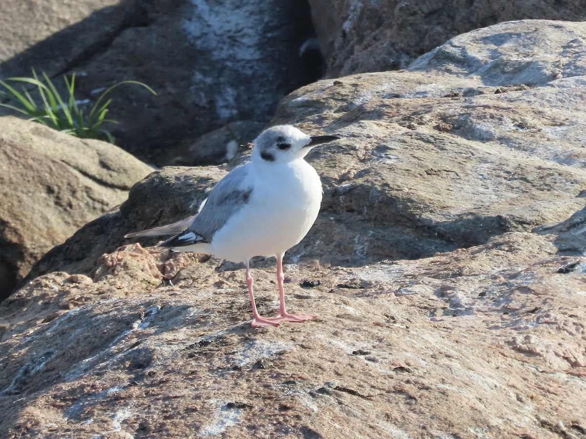 Bonaparte's Gull - David and Regan Goodyear