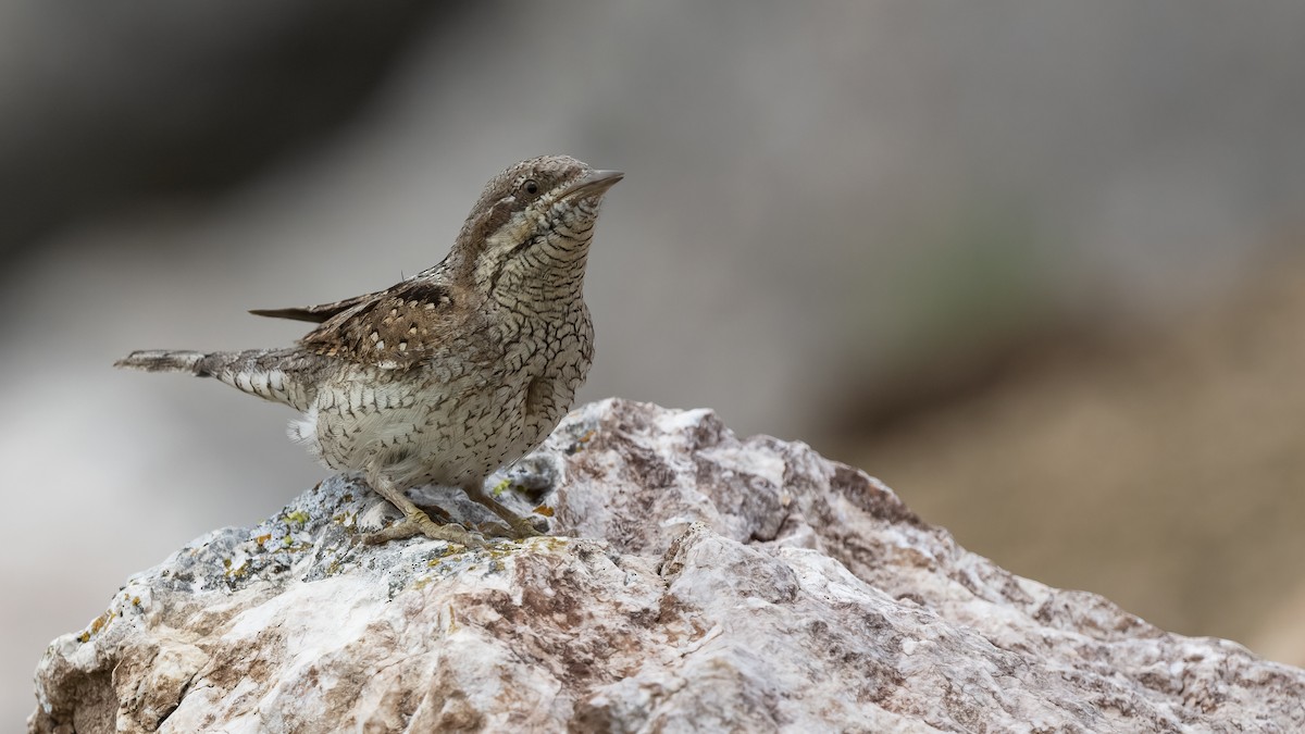 Eurasian Wryneck - Mustafa Nasıf