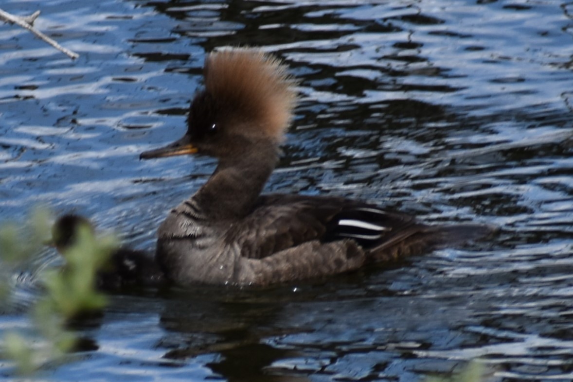 Hooded Merganser - Kathy Major