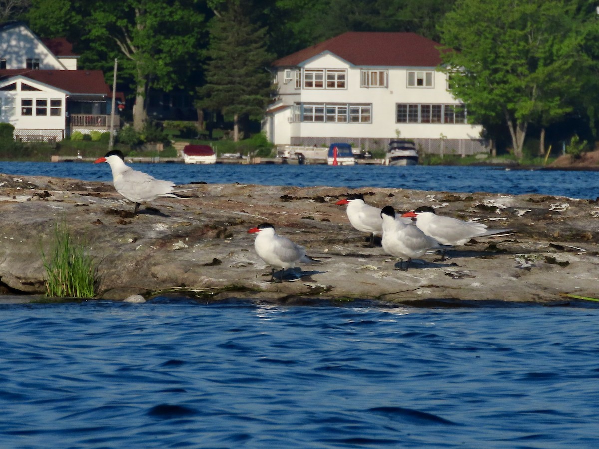 Caspian Tern - David and Regan Goodyear