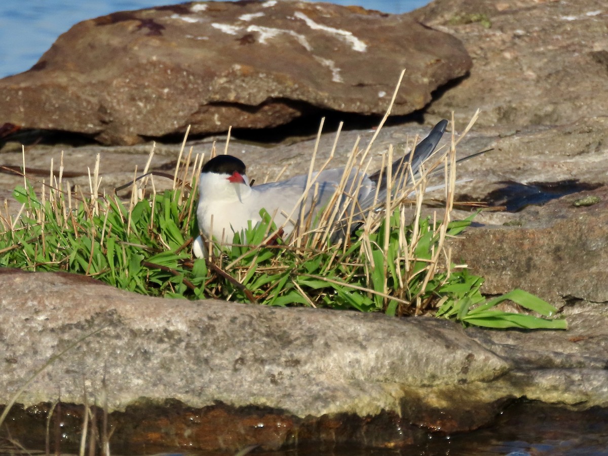 Common Tern - David and Regan Goodyear