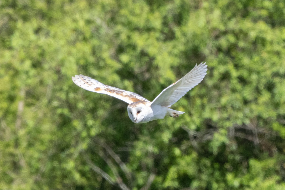 Barn Owl - Jon White