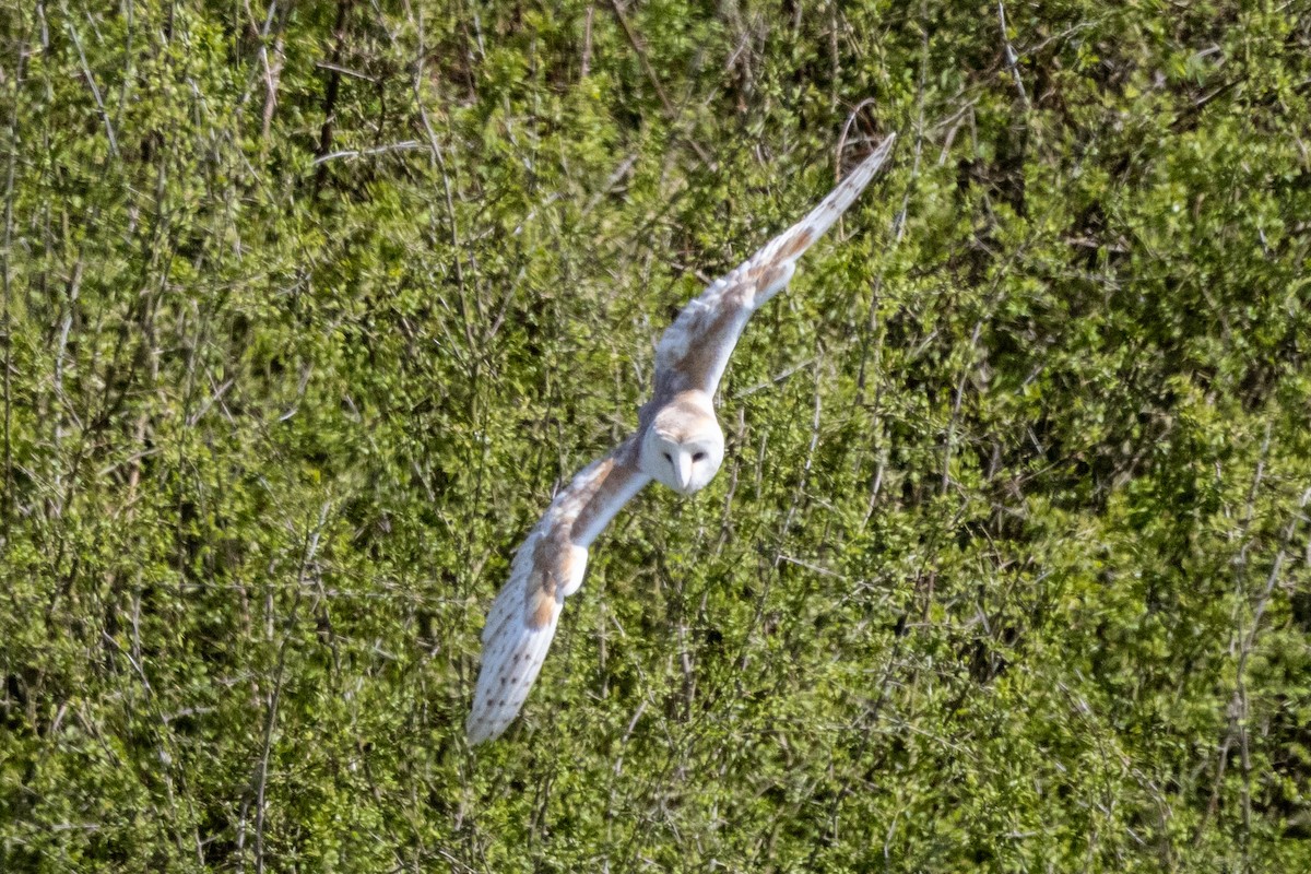 Barn Owl - Jon White