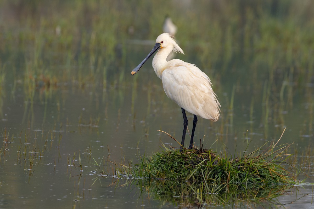 Eurasian Spoonbill - Andy Butler