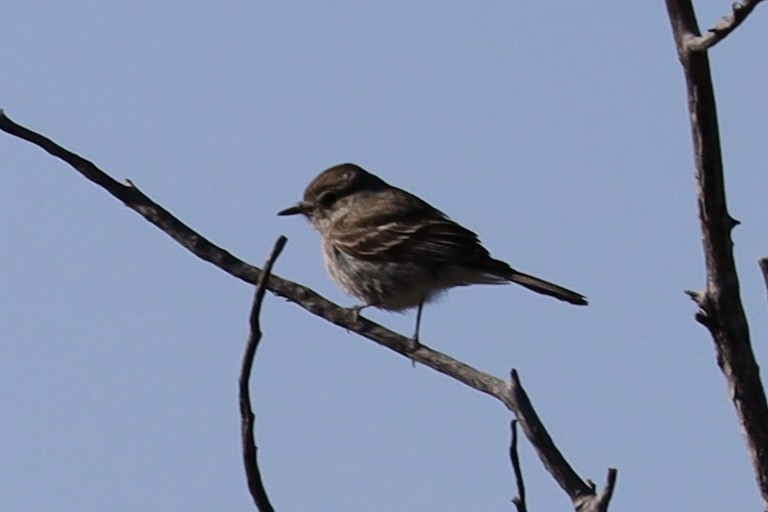 Gray Flycatcher - Mohini Rawool-Sullivan