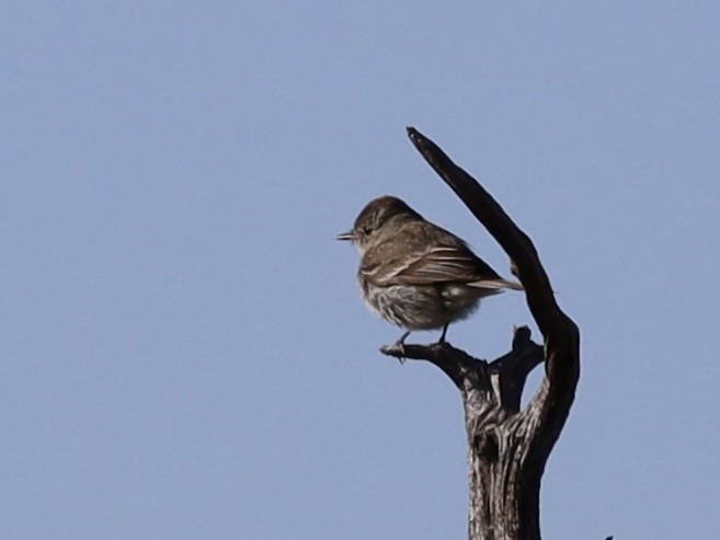 Gray Flycatcher - Mohini Rawool-Sullivan