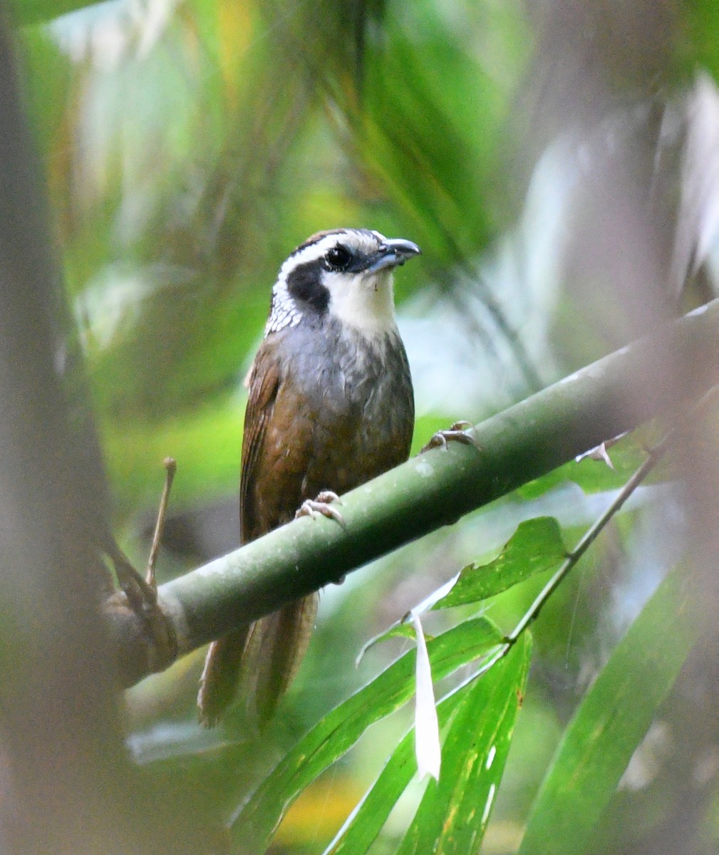 Snowy-throated Babbler - ML619445120