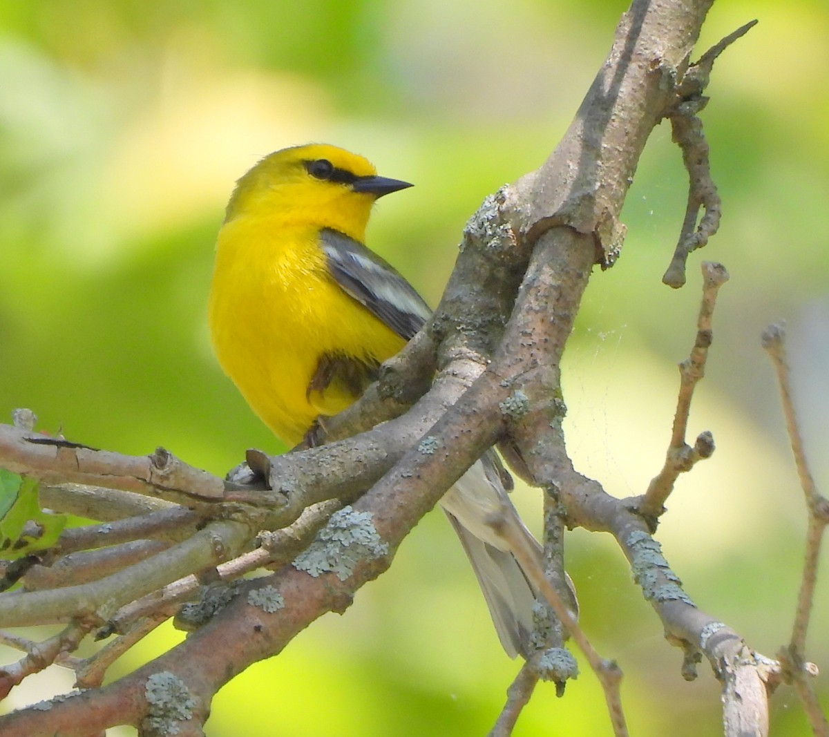 Blue-winged Warbler - Ethan Beasley