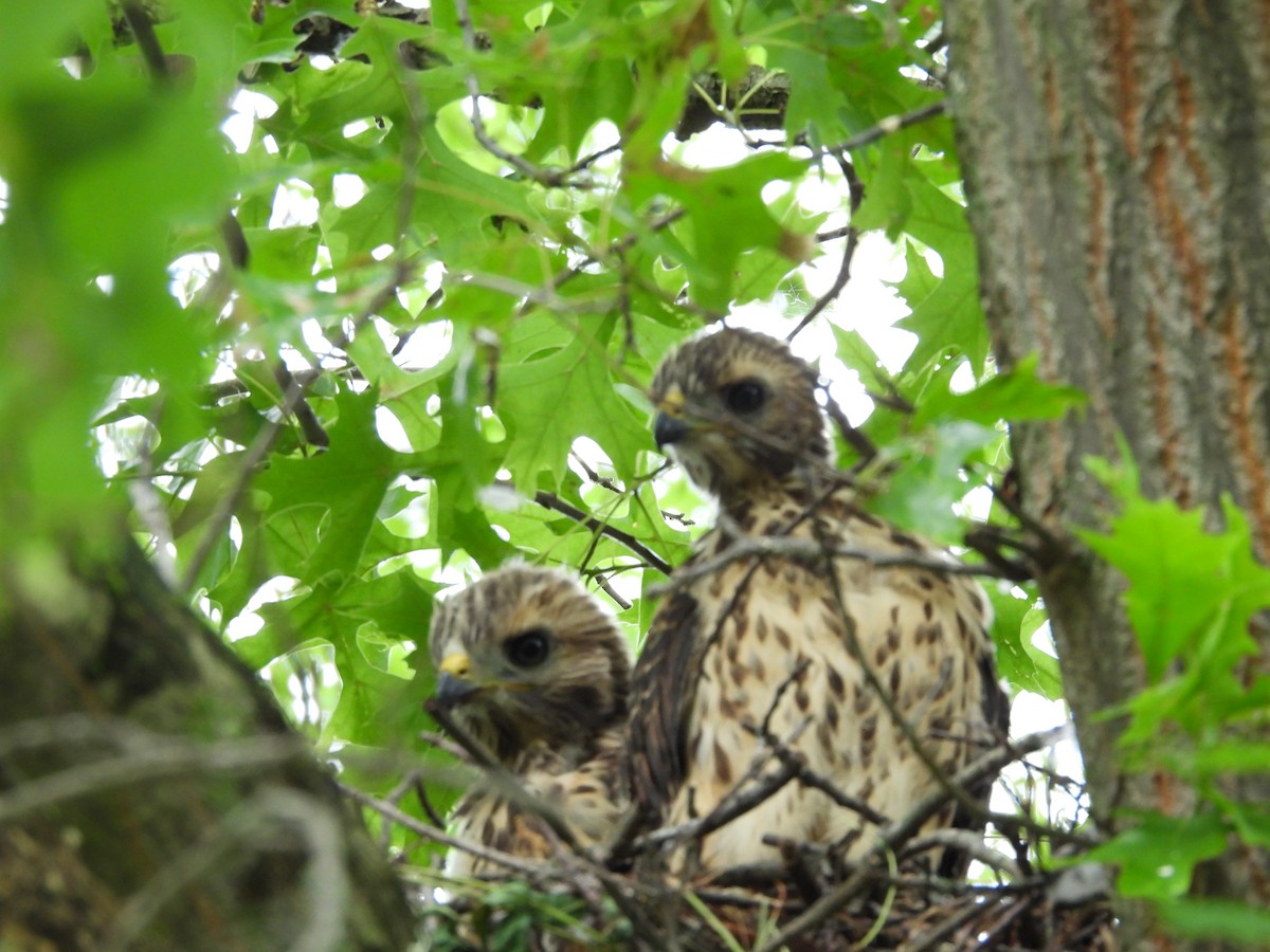 Red-shouldered Hawk - Fannie Courtier