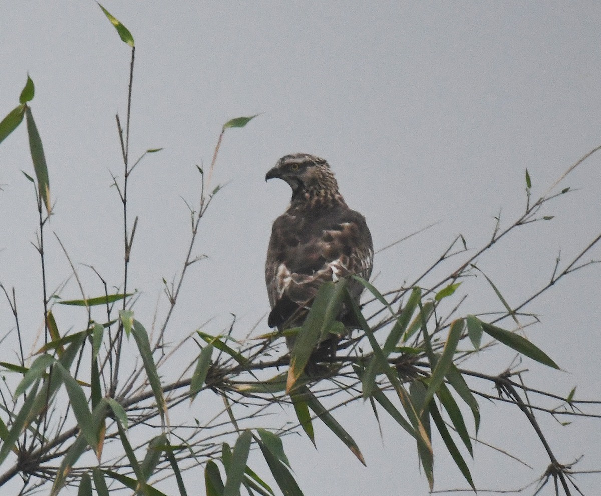 Oriental Honey-buzzard - ML619445139