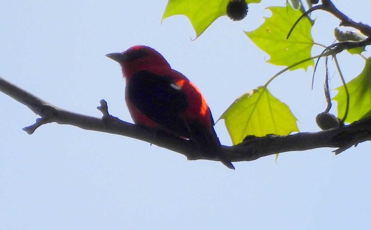 Scarlet Tanager - Ethan Beasley