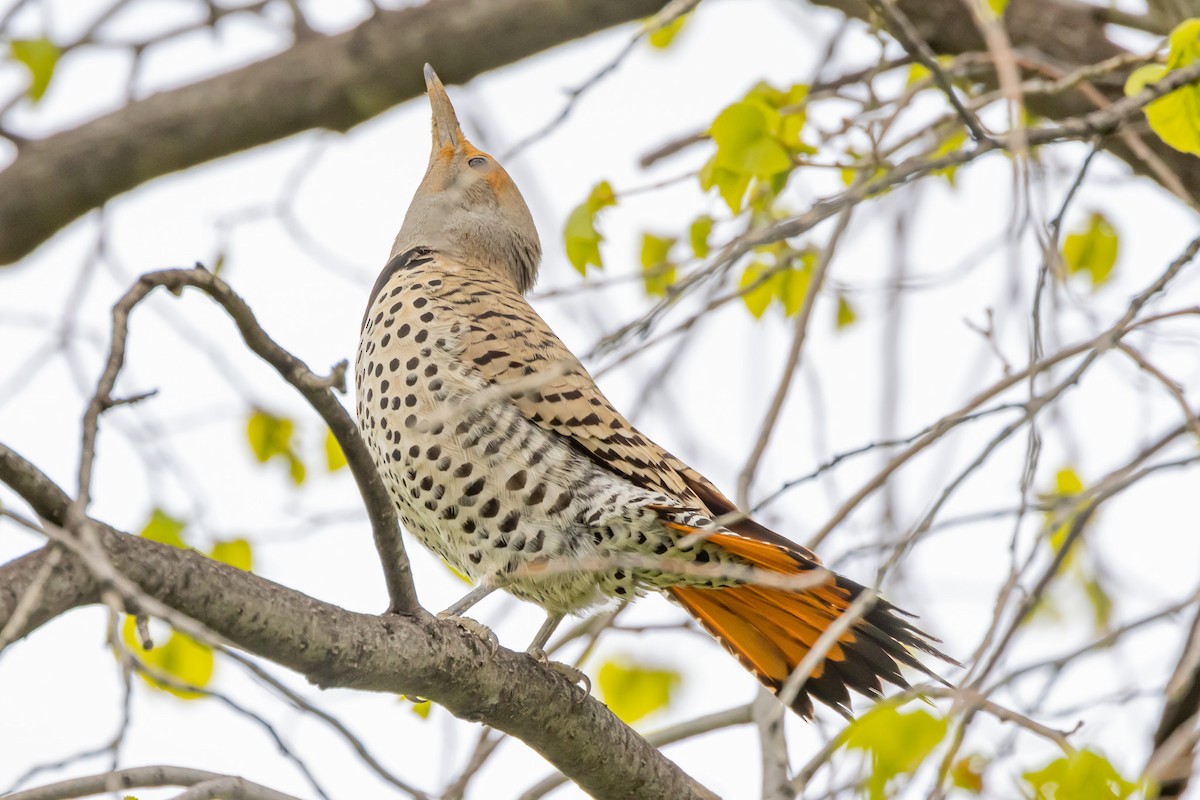 Northern Flicker - Gordon Starkebaum