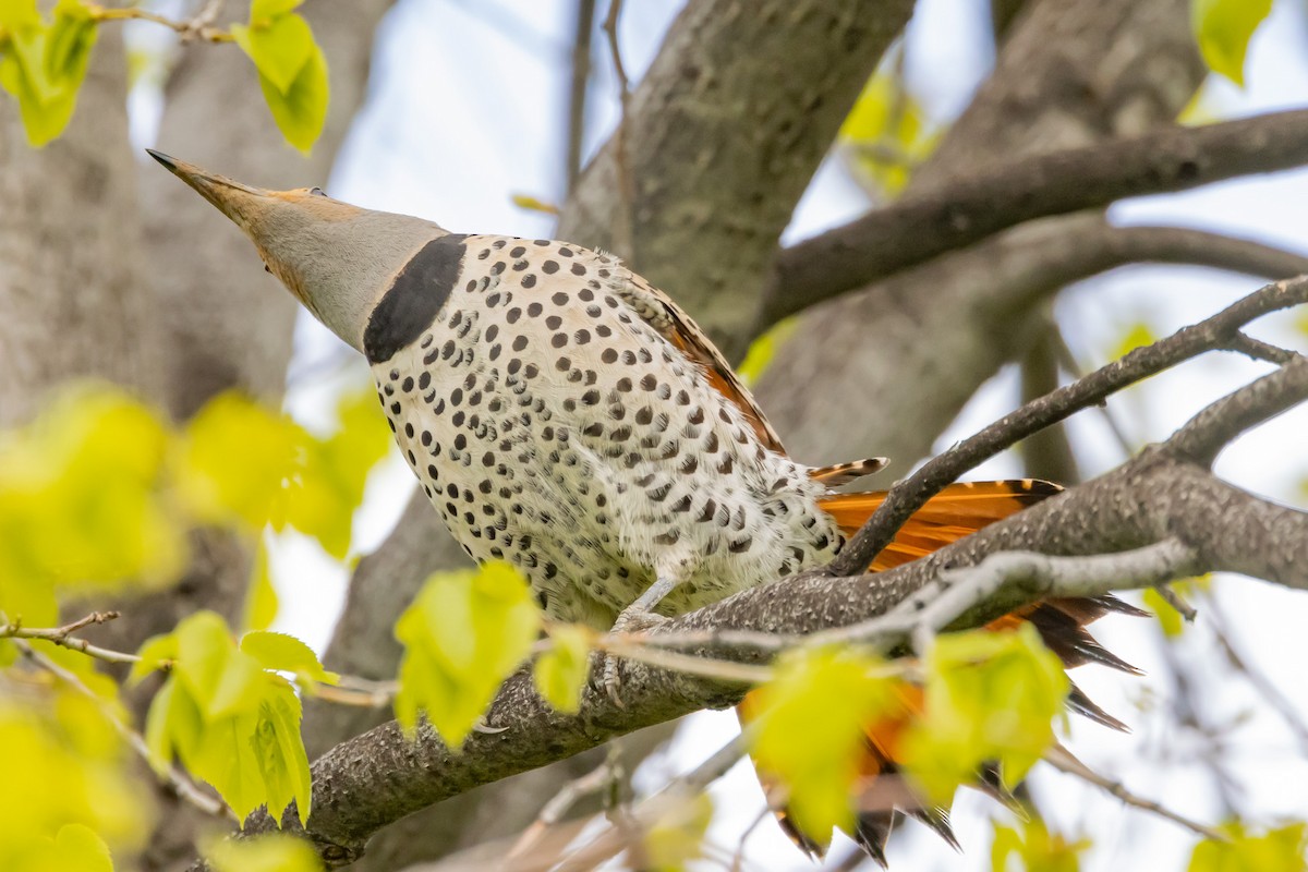 Northern Flicker - Gordon Starkebaum