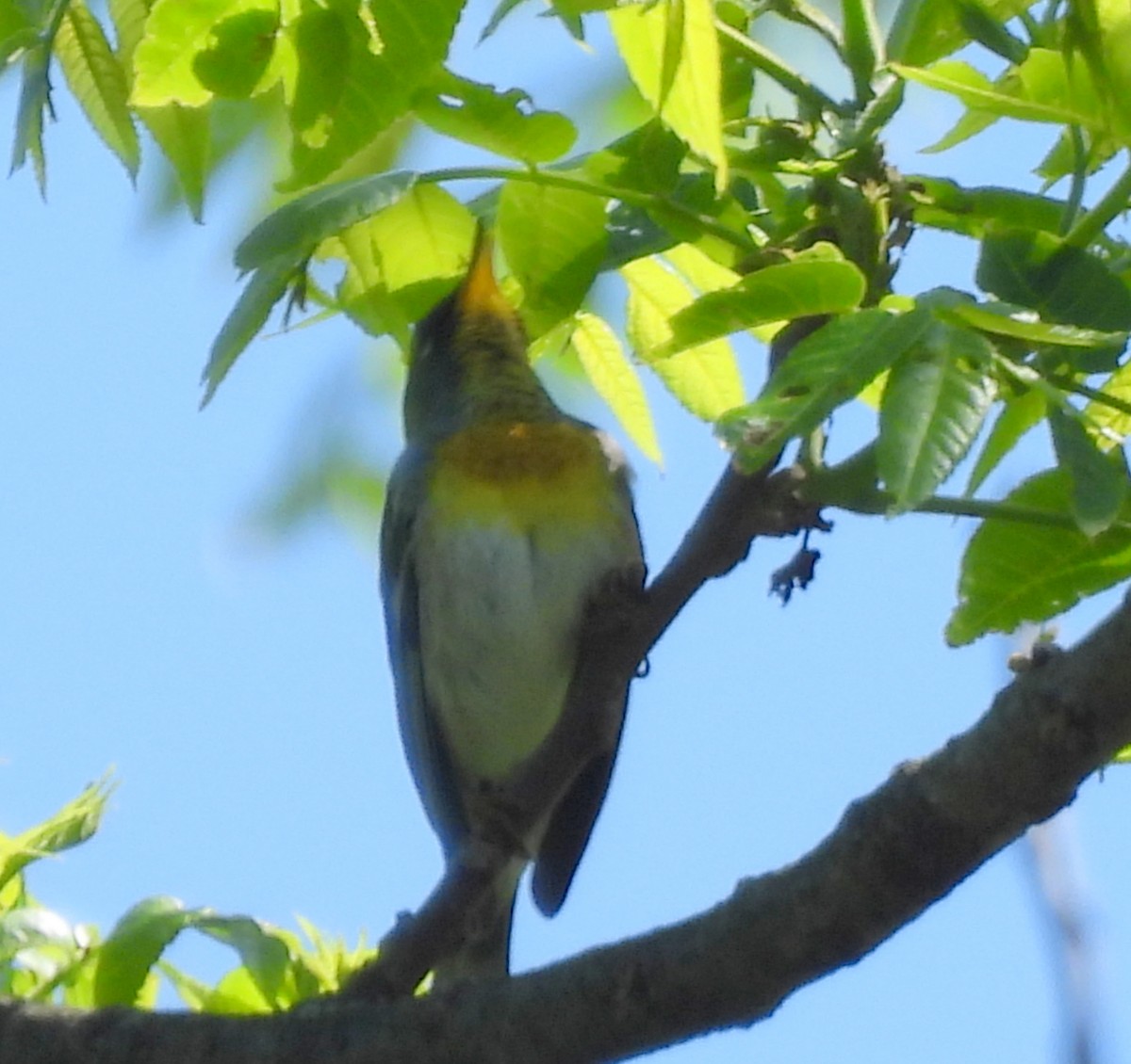 Northern Parula - Ethan Beasley