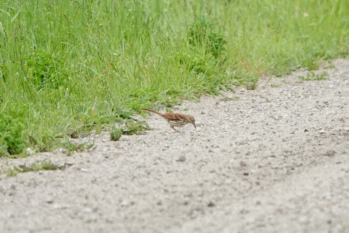 Brown Thrasher - Marilyn Ohler