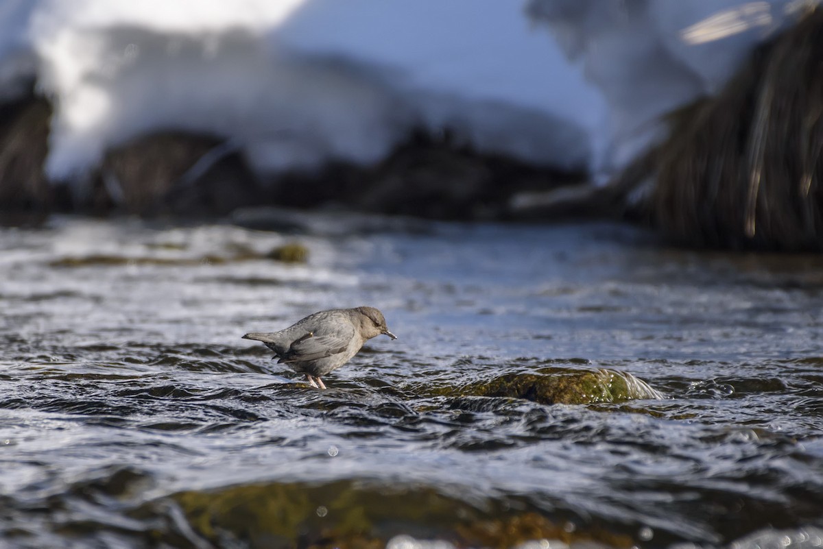 American Dipper - Anatoly Tokar