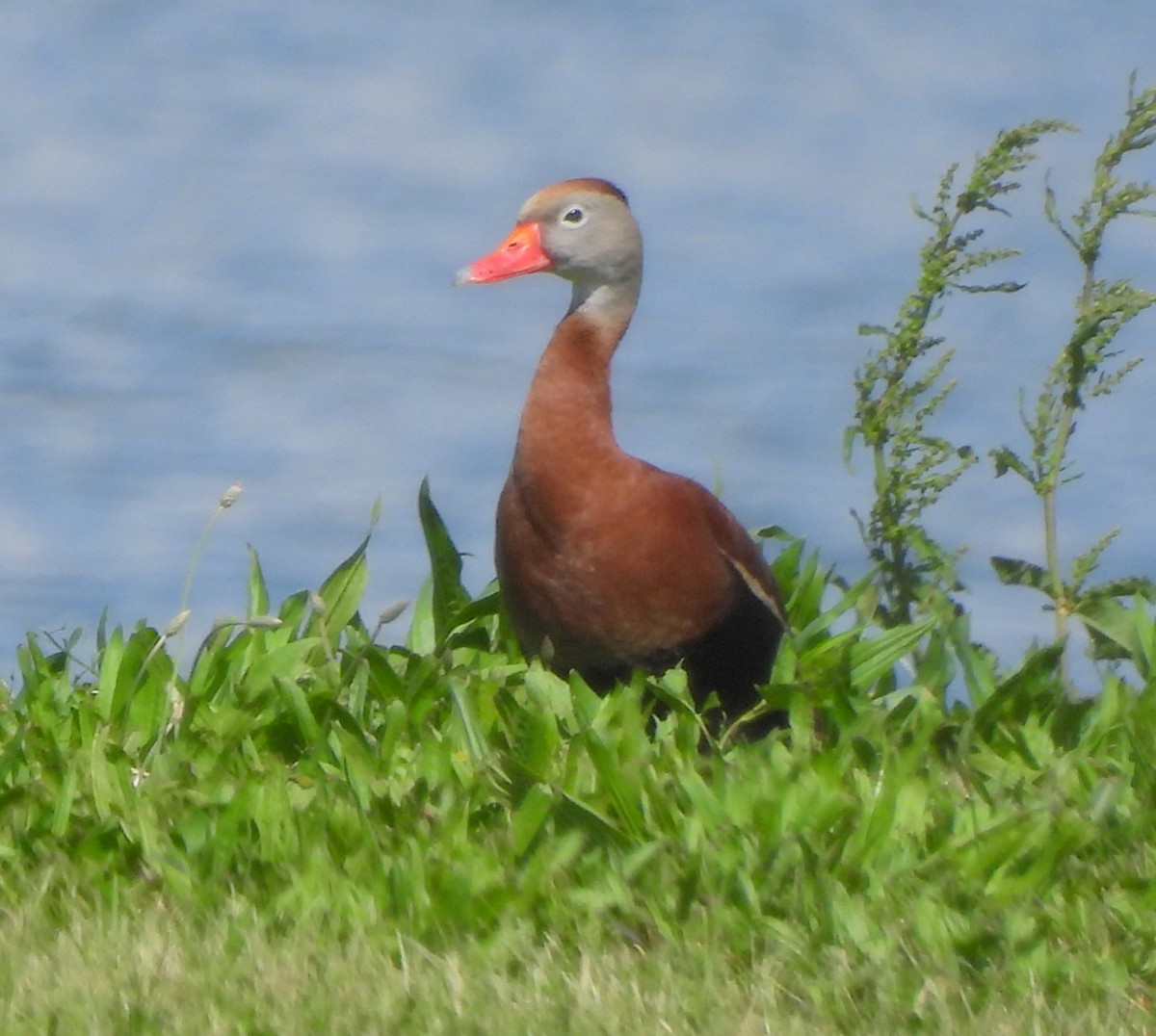 Black-bellied Whistling-Duck - ML619445197