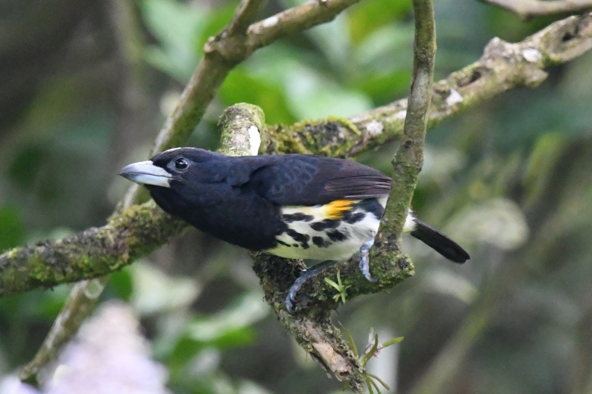 Spot-crowned Barbet - ML619445199