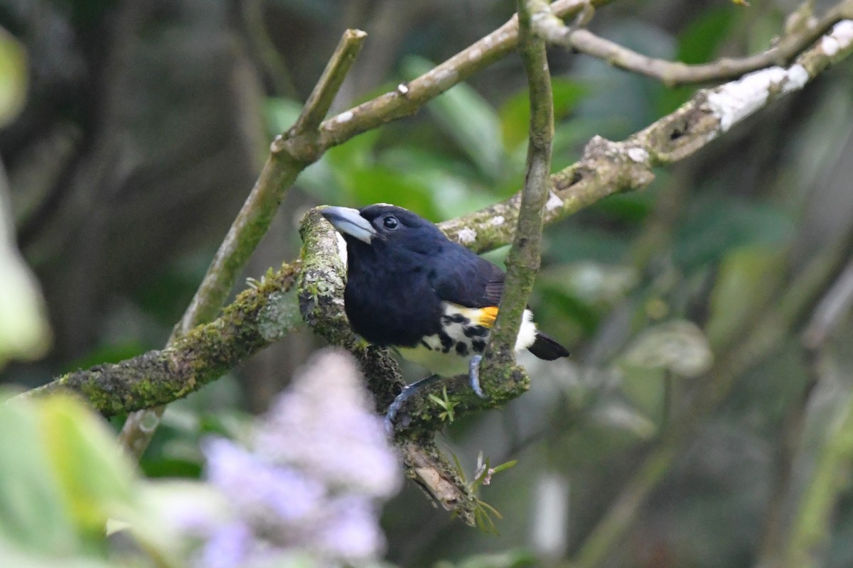 Ak Tepeli Kara Barbet - ML619445200