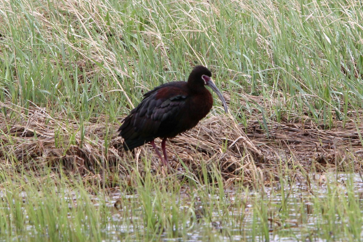 Ibis à face blanche - ML619445209