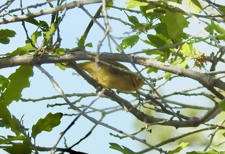 Wilson's Warbler - Mohini Rawool-Sullivan