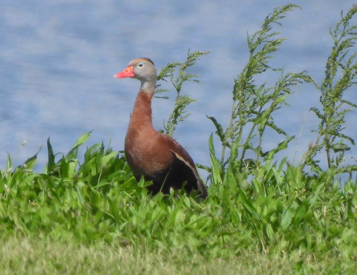 Dendrocygne à ventre noir - ML619445219